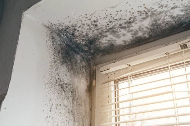 Affordable Basement Mold Removal solutions in Stafford, TX