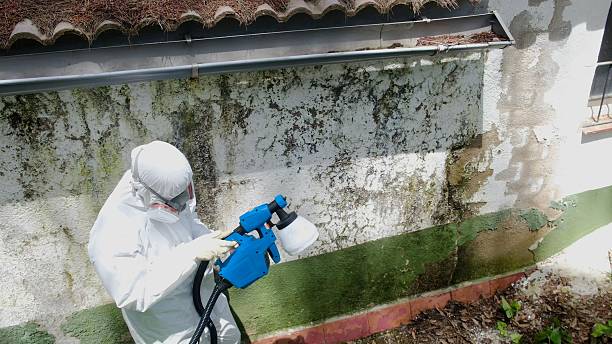 Trusted Black Mold Removal service in Stafford, TX - Cheap Mold Removal
